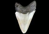 Bargain, Megalodon Tooth - North Carolina #76314-1